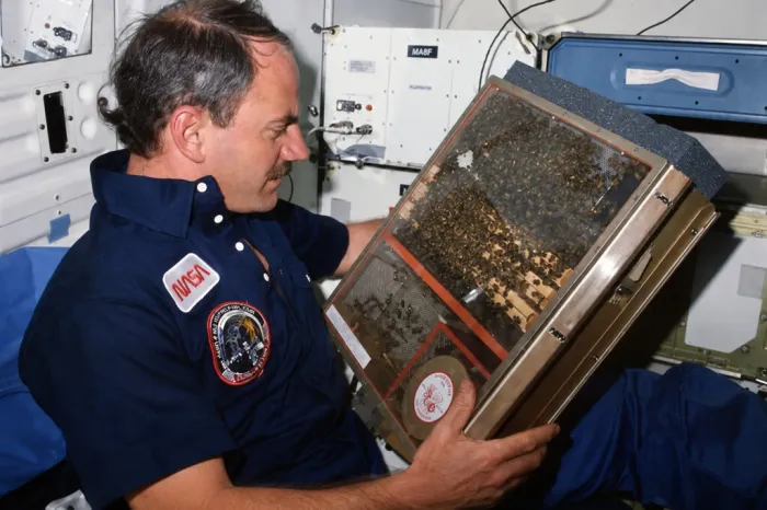 En 1984, la NASA mandó 3.301 abejas al espacio para ver si podían construir un panal sin gravedad. Lo hicieron