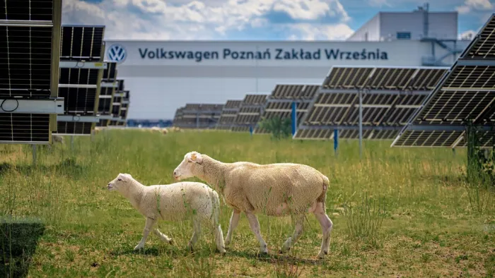 Volkswagen ha puesto ovejas a pastar bajo 31.000 paneles solares. La marca ha descubierto que trabajan mejor que las máquinas